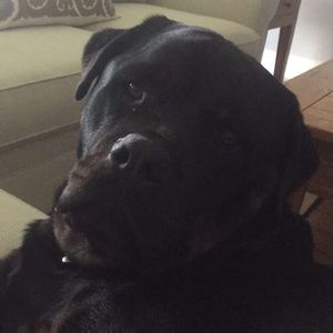 Meet your Posher, Selby